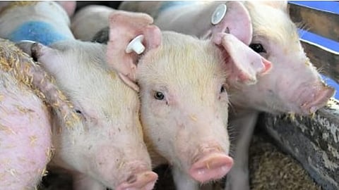 Badian police stop 125 pigs from Negros