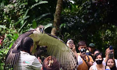  A handler at the Philippine Eagle Center displays a critically endangered Philippine Eagle (Pithecophaga jefferyi) with its wings spread before an audience of visitors taking photos. Also known as the "Haring Ibon" (King Bird), this majestic species is endemic to the rain forests of the Philippines and is among the rarest and most powerful raptors in the world, with local conservation centers leading efforts to preserve its remaining wild populations.