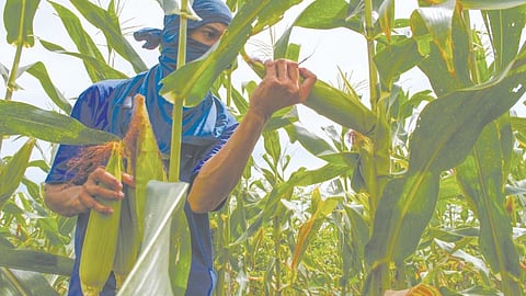 Tubo, mais; paglaom sa mga mag-uuma sa Sugbo 
