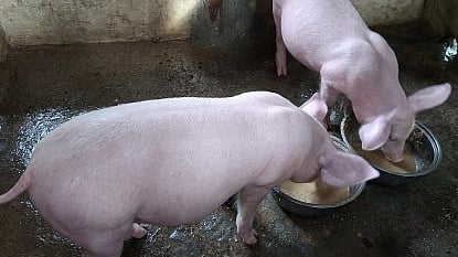 Kaso sa ASF sa Negros Oriental, 
padayong misaka