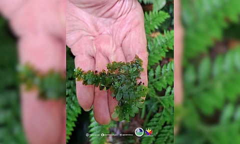 
Liverwort found in Davao del Sur