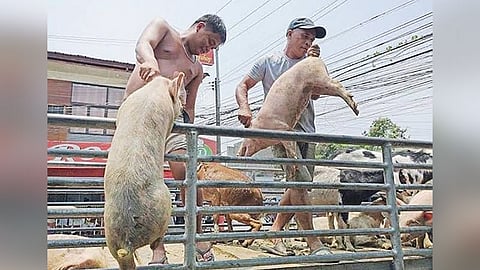 Pagdili sa mga baboy gikan sa Negros, gilugwayan sa Sugbo