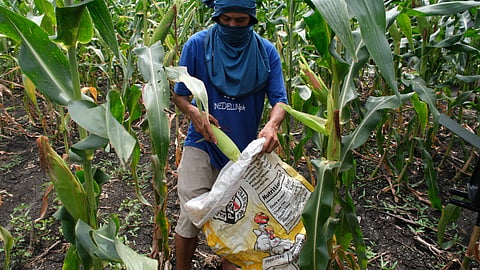 Cebu yellow corn shift needs more than seeds