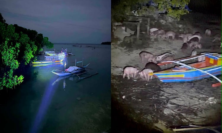 Over 100 pigs from Negros intercepted in Badian