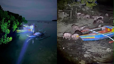 An attempt to smuggle 125 live pigs from Negros into Cebu was foiled after police intercepted the shipment along the coastline of Sitio Manay-as, Barangay Lambug, Badian, Cebu, at around 4 a.m. on Saturday, August 29, 2026. (Contributed)