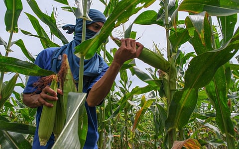 Harvesting hope in Northern Cebu