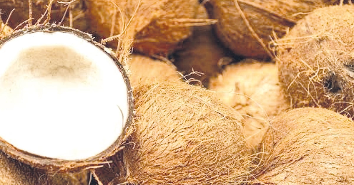 Photo: sunstar.com.ph DTI pushes high-value coconut products as exports surge