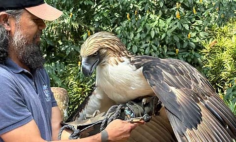 A handler works with Viggo, a critically endangered Philippine Eagle (Pithecophaga jefferyi), at the Philippine Eagle Center in Malagos, Davao City. Viggo is widely recognized as the prominent face featured on the country's 1,000-peso polymer banknote.
