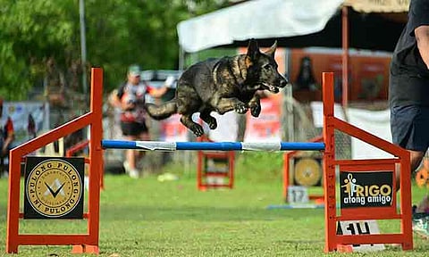 Top canine athletes and their handlers from across the country showcased speed, precision, agility and teamwork as the 4th Congressional Pulong’s Cup National Dog Agility Competition, dubbed “KaDAUGyaONE 2026,” got underway at El Pueblo along the Bypass Road in Maa, Davao City.