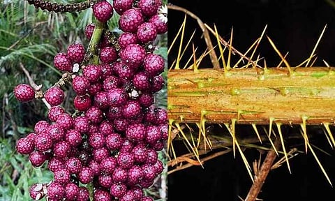 A critically endangered rattan species that had not been documented in the wild for more than 110 years has been rediscovered in the mountain forests of Maragusan, Davao de Oro. The Philippine Eagle Foundation (PEF) announced the rediscovery in a post on its official Facebook page Thursday, Sept. 3, saying researchers found the plant during a biodiversity survey of the Mt. Candalaga Range.
