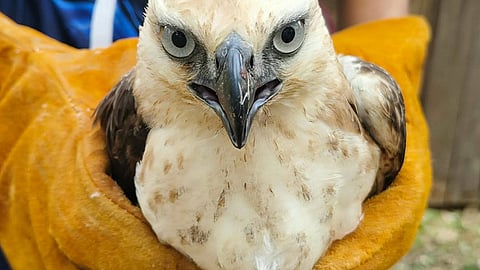 Endangered South Philippine Hawk-Eagle rescued