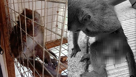 Injured wild Macaque rescued in Badian