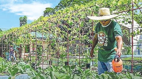 DA eyes OFWs as agribusiness investors