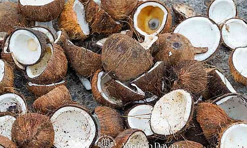 FROM WASTE TO ENERGY. Discarded coconut shells pile up in this undated photo as the Department of Agriculture-Davao Region explores a potential market for the by-product as an alternative energy resource and additional income source for coconut farmers. 