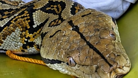 Rescued reticulated python turned over to DENR 