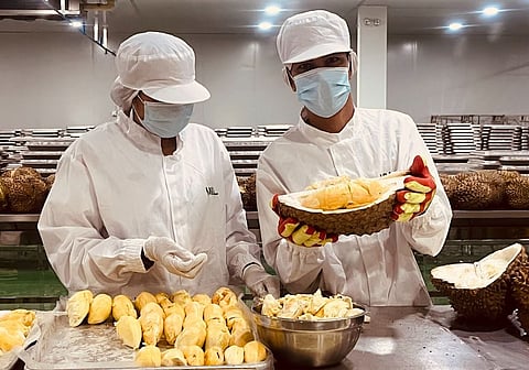 ADDING VALUE. Workers process fresh durian at Maylong Enterprises Corp. in Davao City during a media tour in October 2025. The fruit is opened and its flesh prepared as frozen durian meat for export, showing how Davao's durian industry is finding more ways to turn its production strength into export value.