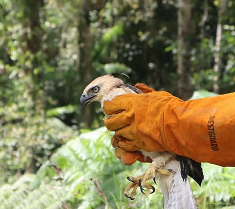 ZAMBOANGA. Personnel of the Community Environment and Natural Resources Office-Liloy release last week a rescued endangered South Philippine Hawk-Eagle and a Philippine long-tailed macaque back to the wild in Baliguian, Zamboanga del Norte, as part of continuing efforts to protect the province’s wildlife and biodiversity.
