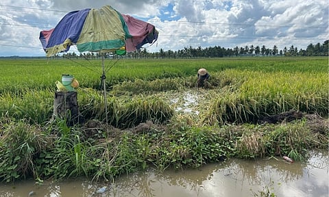AGRICULTURE ON EL NIÑO. A farmer prematurely harvests his rice field after heavy, continuous rain battered some areas in North Cotabato in May 2026. A “mega” El Niño is expected to affect most areas of the Philippines beginning late September and will persist until the early parts of 2027. To safeguard Davao Region's agricultural sector, the Department of Agriculture Davao Regional Office (DA-Davao) is preparing a total budget of ₱921 million for its overall El Niño response.