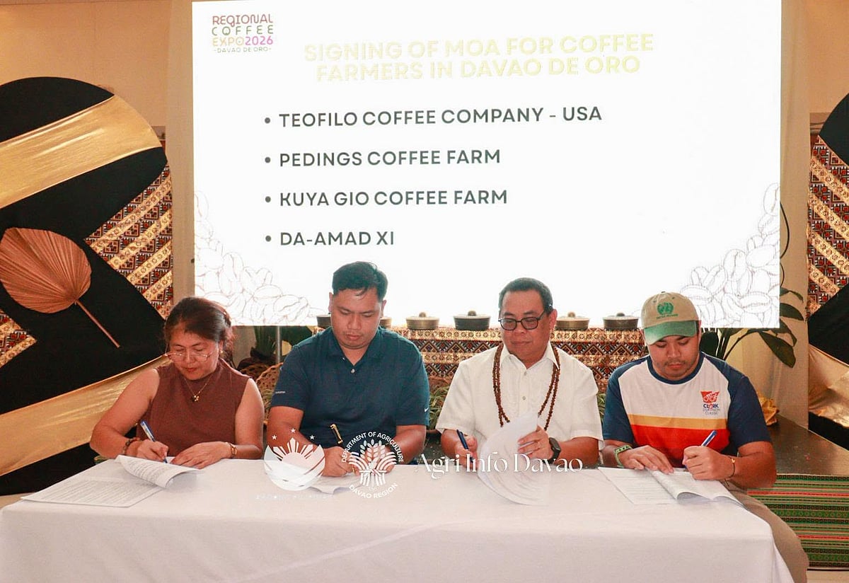DA 11, firms invest P1.96M in coffee farms