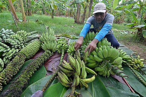 Banana farmers are now patronizing use of GCTB 218 and 219 which were studied to be resistant of banana diseases such as the Panama disease.