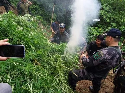 CEBU. Authorities burn the uprooted marijuana plants in Balamban. (Cebu Provincial Police Office)