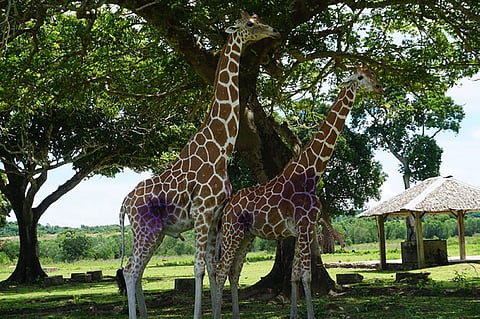 The violet marks on their bodies are medicines to cure the wounds inflicted by another giraffe during mating season. (Contributed photo)