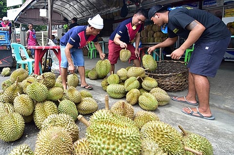 DROOL. A laborer arranges newly harvested durian on the pavement outside the fruit stands outside Magsaysay Park in Davao City. While durian prices are still at P150 per kilo, it is expected to go down next month as a bumper harvest is in the forecast. 