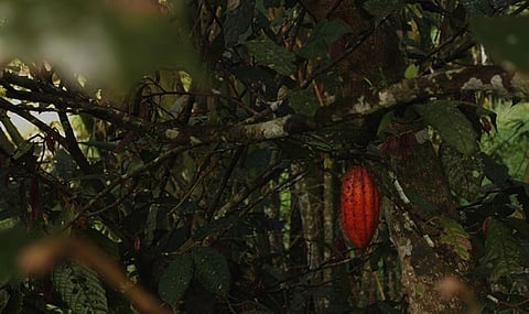 DAVAO. Davao is one of the biggest producers of cacao in the country. (Photo by Ace Perez) 