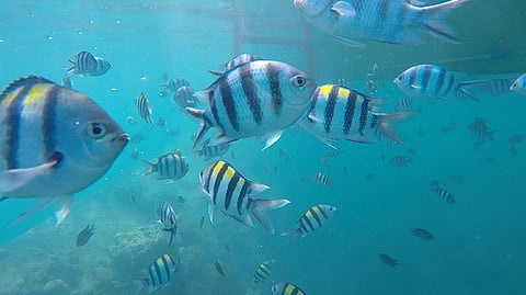 Schools of fish frolicking near Lusong Gunboat (Kathleen Pastrana)