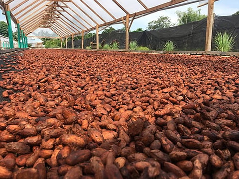 Fermented wet cacao beans being dried at Kennemer Foods International as part of making sure high-quality flavored chocolate products will be produced. (Contributed photo)