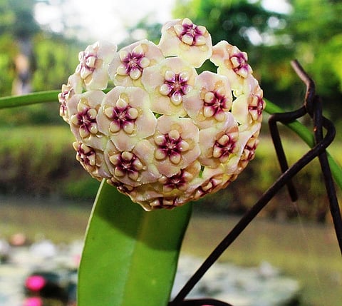 Hoya meliflua subspecie escobinae Kloppenb Conda, Buot, &amp; Pitargue. (Contributed Photo)