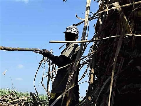 BACOLOD. This sugar worker in Negros Occidental is among those thousands in the country feared to be affected tremendously if the plan to liberalize sugar importation pushes through. (Jonah Mae Santander)