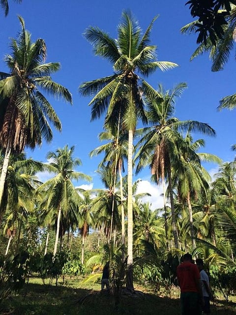 DAVAO. The Philippine Coconut Authority (PCA) regional office in Davao will distribute around 35,000 bags of fertilizers this year for coconut trees all over the region to maximize its production. (Photo by Lyka Casamayor)