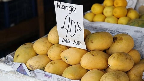 PH mango export debuts 
in North America 