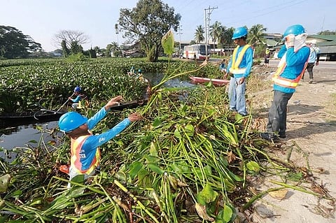 PAMPANGA. Workers of Real Steel Corporation remove water lilies in Barangay Sta. Monica and San Isidro as part of the five-day clean-up drive dubbed as "Bayanihan Para sa Barangay ni Juan." (Chris Navarro)