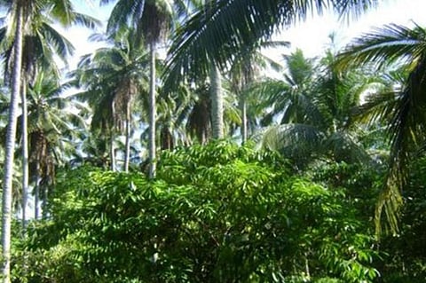 Coconuts planted with coffee (Contributed photo)