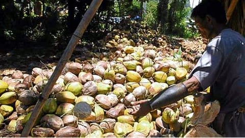 PCA-Davao eyes to plant 1M coconuts
