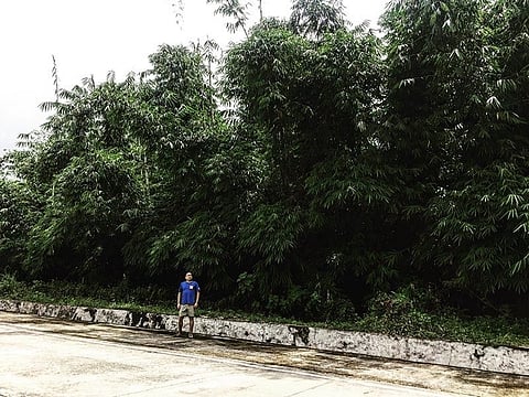 Social entrepreneur and bamboo farmer Joseph "Joe" Castillo in some of OLLI Bambu bamboo clumps. (Photo from Joe Castillo)