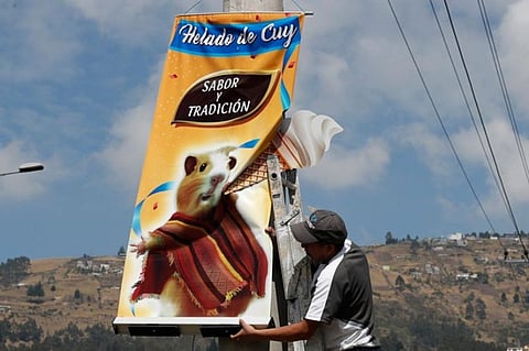 ECUADOR. In this September 28, 2019 photo, a worker installs a banner promoting "helado de cuy" or guinea pig ice cream, in Quito, Ecuador. The rodents are a traditional hot dish in some Latin American countries, including Colombia, Peru and Bolivia. But one vendor is taking things to another gastronomic level, serving guinea pigs as a cold dessert. (AP)