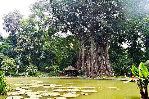 One can swing from the vines of this Banyan tree at the Bogor Botanical Garden (Reuel John F. Lumawag) 