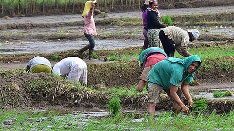 Aid for City farmers still unimplemented