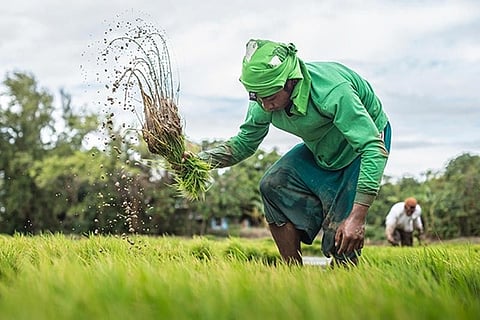 (PHOTO courtesy of Philippine Rice Research Institute or Philrice)