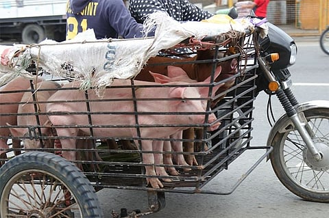 Live pigs on a side carrier of a trisikad in one of the public markets in Davao City.
