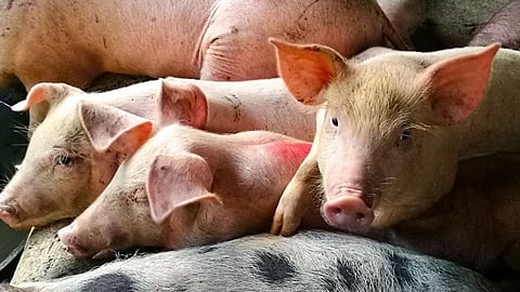 Marcos raises pork imports for 2026