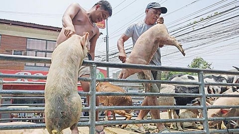 Cebu bans hogs, pork from Negros