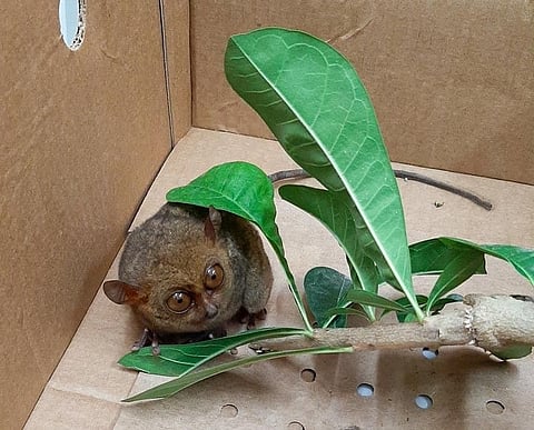 Photo credit to Tadeco Ko Bai Facebook page