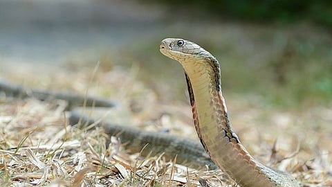Antivenom for cobra bites available in Cebu