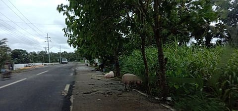 NEGROS. These pigs in Valladolid town are some of the livestock animals displaced by the recent massive flooding in Negros Occidental, causing an initial agro-fishery losses worth P53.6 million. (PVO Photo)