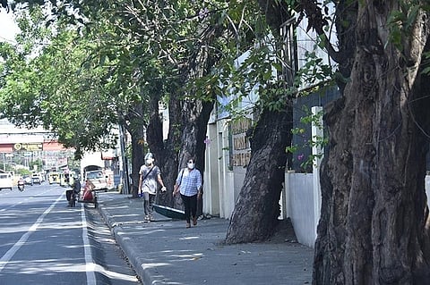 SPARED. These narra trees in front of the Ateneo Davao de University Matina campus were at risk of being cut down because of the proposed flyover project in the area. However, in January this year, the Department of Public Works and Highways announced that the project has been terminated. (Photo by Mark Perandos)