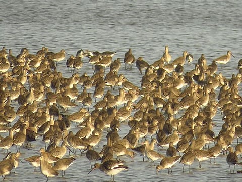 BULACAN. Gathering of thousands of globally threatened Black-tailed Godwit (Limosalimosa) at the Pamarawan wetlands, a few kilometers from the new Manila International Airport in Bulacan. (PR/Mads Bajarias)